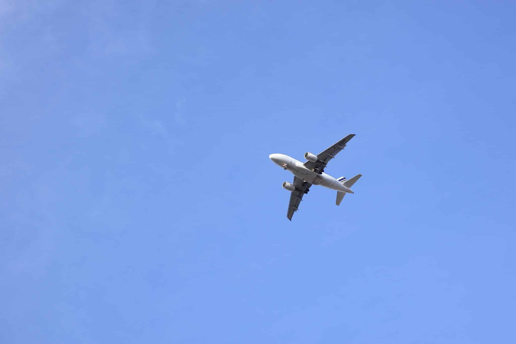 Pet-Friendly Airlines Making Travel Easier