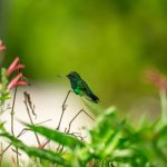 Flight Booking Secrets Frequent Flyers Use