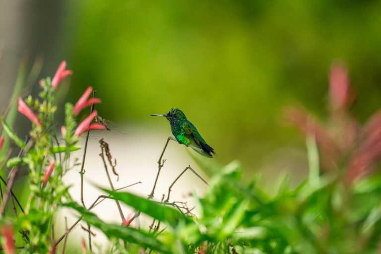 Flight Booking Secrets Frequent Flyers Use