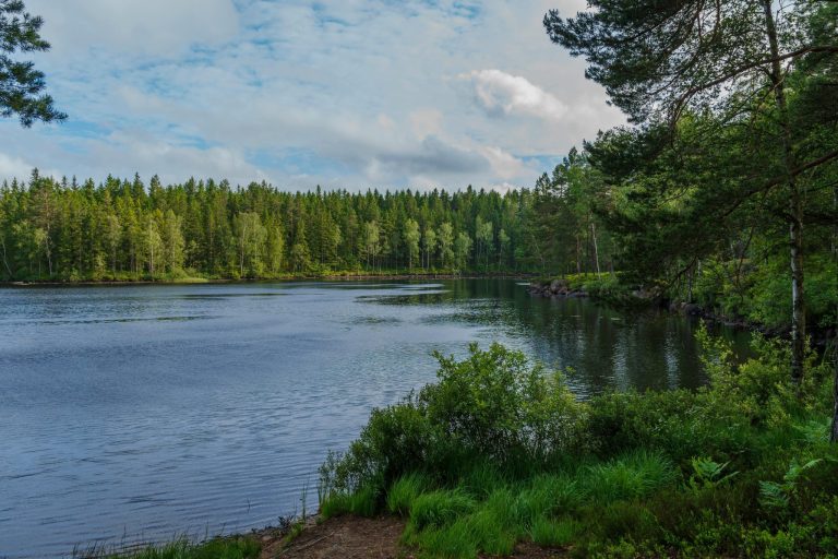 Nature Photography for Beginners