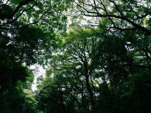 Legal Challenges in International Environmental Protection