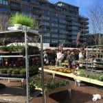 Hydroponic Gardening for Urban Dwellers