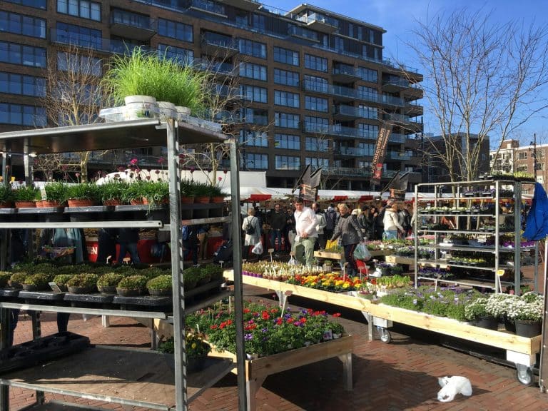 Hydroponic Gardening for Urban Dwellers